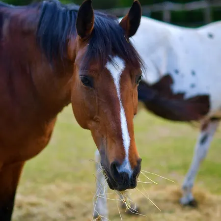 Bauernhof Kolonia Mazurska Mierki
