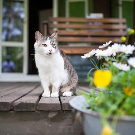 Farm stay Kolonia Mazurska Mierki Olsztynek